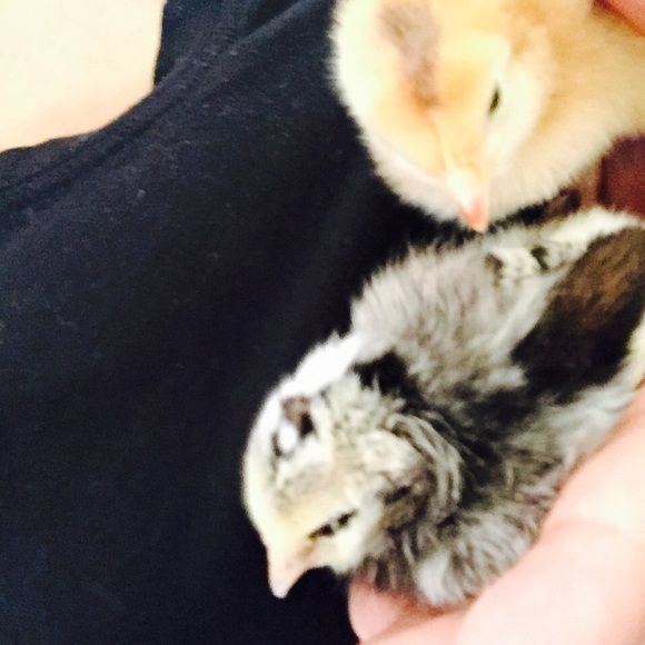 Meet your Posher, Mommy2 - Picture 1 of 1